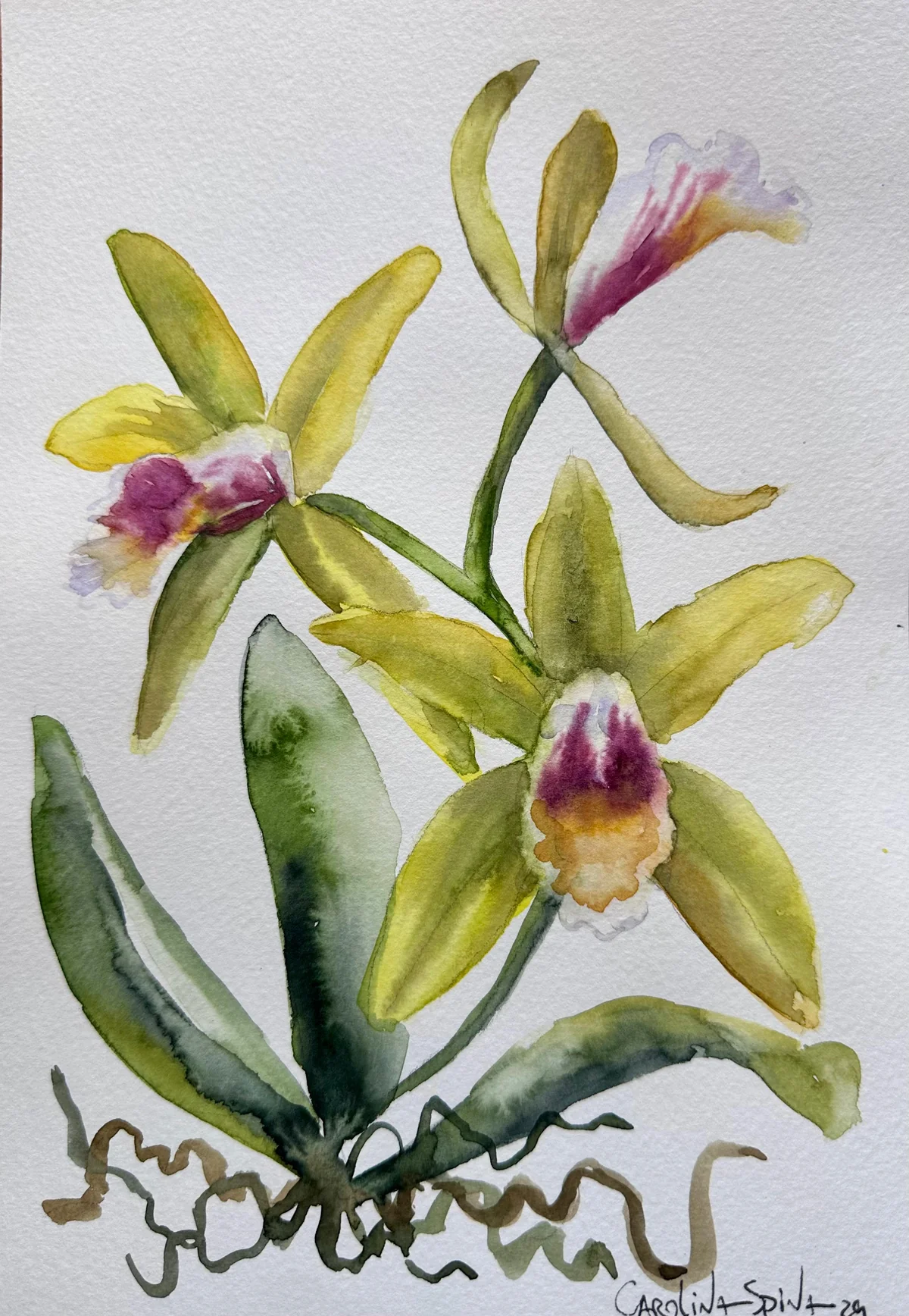 Aquarela de Cattleya amarela com centro roxo pintada por Carolina Spina