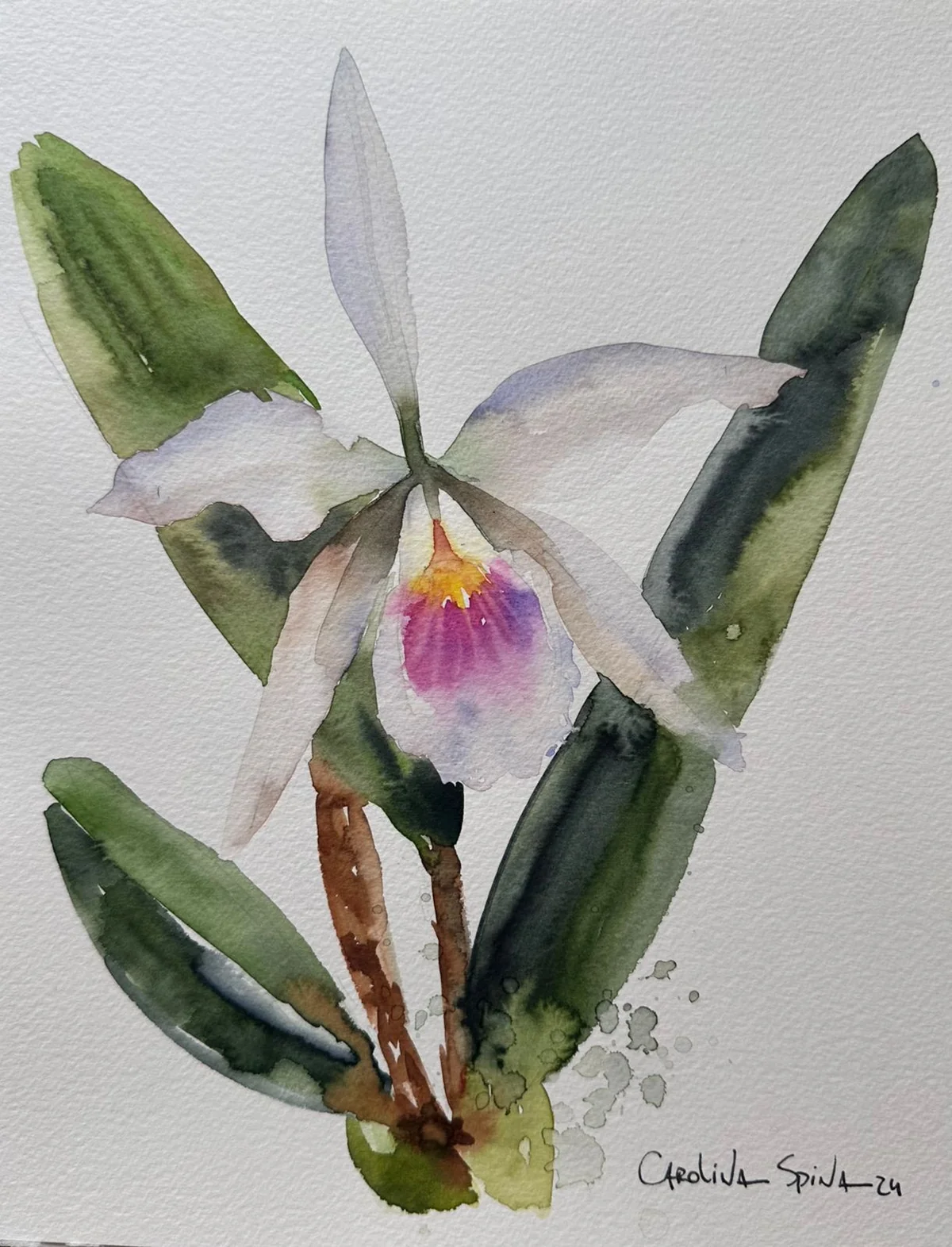 Aquarela de Cattleya branca e roxa pintada por Carolina Spina